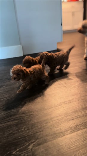 Miniature Poodle Puppies Ready for Adoption in Indianapolis