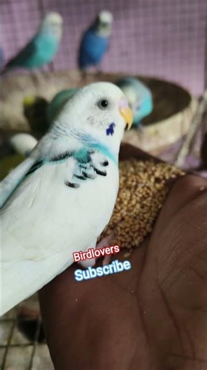 budgie training -how to gain your budgies trust 😍🫶🏻#birds#shorts#birdlover#handfeeding