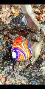 219K views · 853 reactions | carnelian #crystals #kalimaya #whait #crystals | Dimasmaulana S | Facebook