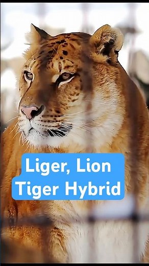 The Liger: Stronger Than a Lion AND a Tiger