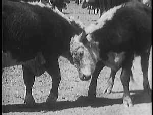 clip-1842049-two-cows-butting-heads