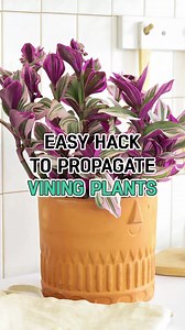 106K views · 486 reactions | Tradescantia plants are very easy to propagate only by their vines  If you're also in love with this gorgeous genus, check our easy hack here and make more new plants for your house  #succulentsbox #succulents #cactus #houseplants #plants #succulentcare #planttips #plantsmakepeoplehappy #planttlover #plantttok #greenlifestyle #tradescantia #tradescantiananouk #tradescantiazebrina #tradescantiapallida #purpleheart | Succulents Box | Facebook