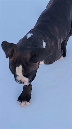 who let the snow dogs out