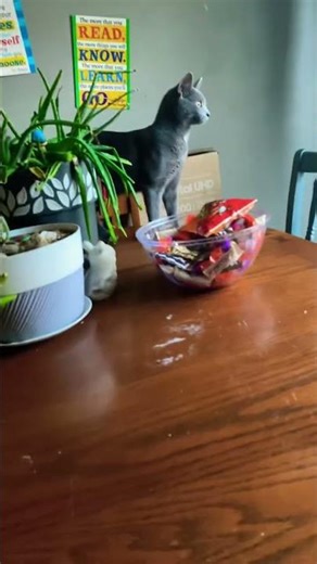 New ragdoll #funny #ragdoll #t13