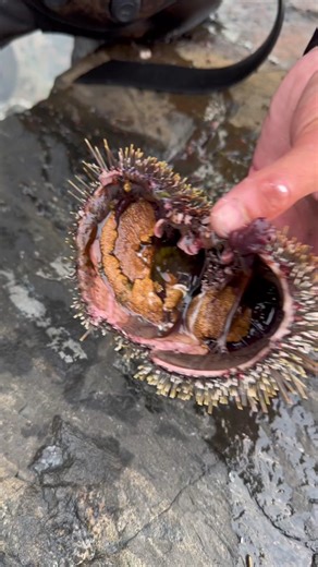 Exploring the Maori Kai: Kaimoana and Sea Urchin in Aoetearoa
