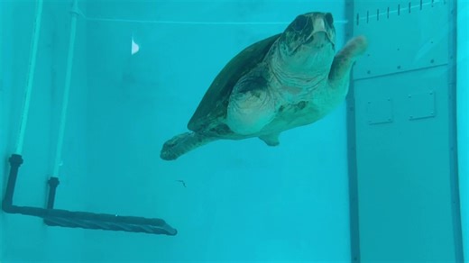 Loggerhead turtle with missing flippers to complete deep-dive trials at The Florida Aquarium
