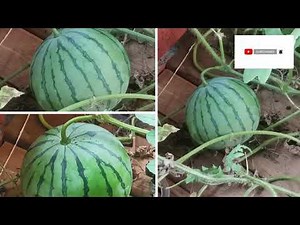 Hydroponics farming: How To Grow Watermelon hydroponically from seeds To harvest