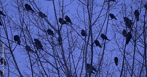Birds Silhouettes Close Up Flock of Blackbirds Ravens Crows Birds Are Sitting on a Top of Tree Birds are Preening the Feathers Flapping the Wings Dusk