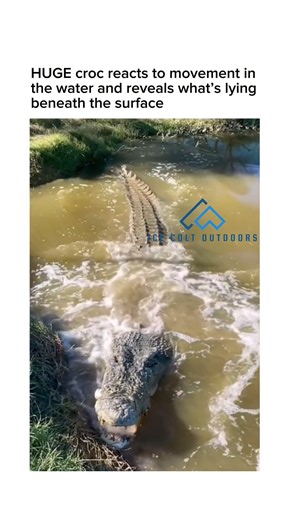 Big croc shows what’s really under the water #croc #crocodile #crocodiles #animal #animals | Ice Colt Outdoors