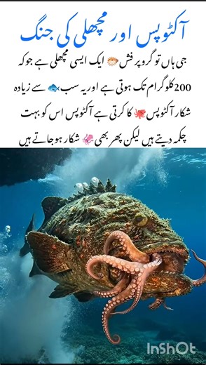 Meet the Grouper Fish 🐠 #grouperfish #naturefacts #wildlife #nature #shorts