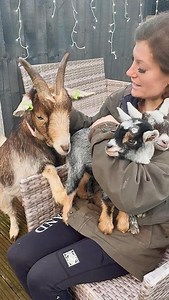 1.2K views · 126 reactions | PYGMY GOAT BABIES, BANDIT AND BAILEY  Pet twins looking for a loving home Brilliant fun personalities Will make the best family pets To view the advert search HQ ad ref 399140 #horsequest #pygmygoats #goats #goatsofinstagram | HorseQuest | Facebook
