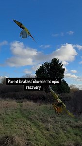 Watching this beautiful parrot , no other than our Malec , in flight was pure magic. 🦜✨ He swept through the air and as it approached his landing spot , overshot just a bit — correcting it mid-air in the most graceful, slow-motion descent. Nature’s choreography at its finest. 💚 Thanks for watching! #Parrot #ParrotVideo #BirdsOfInstagram #BeautifulBirds #WildlifePhotography #NatureLovers #BirdWatching #ColorfulBirds #NatureMagic #FeatheredFriends #WildlifePerfection #InstaNature #SlowMotion #Ma