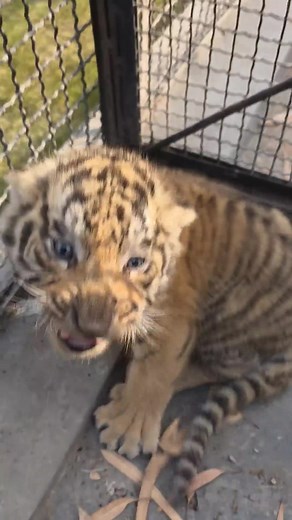 1 Month Old Bengal Tiger Cub: A Wild Encounter