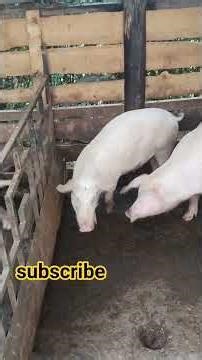 Pigs farming growth very quick #pig #trending
