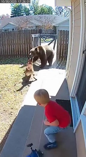 CCTV Footage of a cat and dog saves the kid from wild bear attack #fypシ #dogsavesowner #CCTVFootage | madicochrane