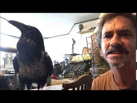 Raven's personality compared to Human Narcissist