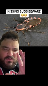 30K views · 258 reactions | Beware of the kissing bug  #kissingbugs #kissingbug #ChagasDisease #fyp | Truth Seeker | Facebook