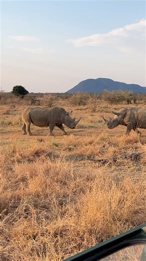 Rare sighting, two white rhinos in combat. #rhinos #fighting #wildanimals #wildlife #madikwegamereserve #etalisafarilodge #bigfive | Etali Safari Lodge - Madikwe