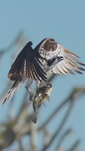 Osprey: From Catching Fish to Perching Elegantly