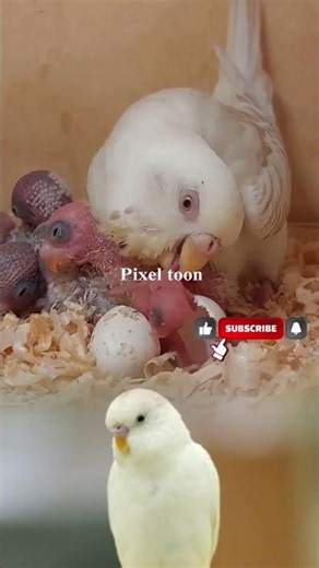 Little budgie talking & playing. 🐥💬 Love this cutie!#BudgieLife #CuteBirds #Shorts #Reels #birdbudd