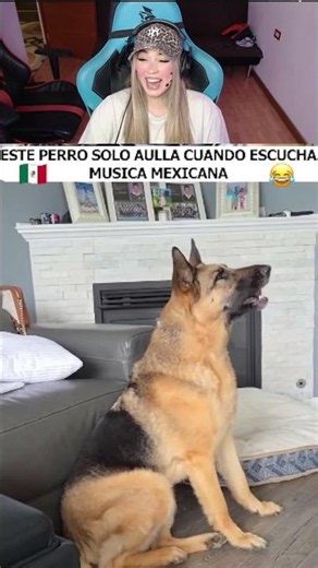 🇲🇽PERRITO SE SIENTE MUY MEXICANO🐶😁😁🇲🇽