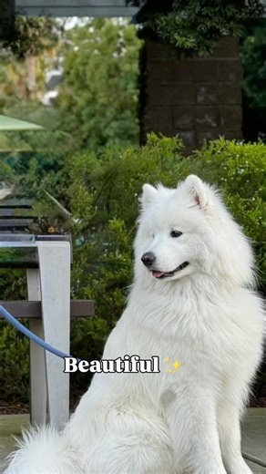 Funny Dog POV | Cute Dog From Every Angle | Adorable Pet Video | Viral Dog | Dog Lovers Must Watch🐶