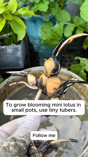 Lotus Growing Guide for Beginners #gardenlove #gardendesign #gardenersofinstagram #gardenersworld #garden_styles | Home Gardening