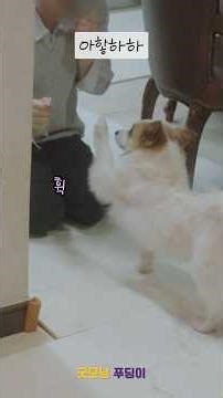 A dog that eats when it's happy (00:52 So cute)