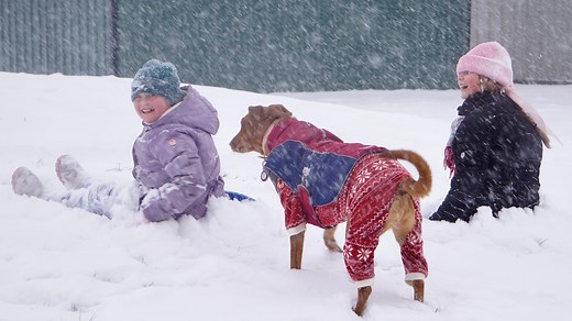 How cold is too cold for dogs? It depends. When to bring them inside, signs of frostbite