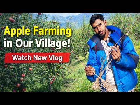 🍎 Apple Farming in Our Village 🌱 | New Apple Plantation Vlog 🎥✨
