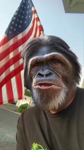 AMERICAN PIE #donmclean #4thofjuly #fireworks #america #americanpie #drove #chevy #chimpanzee | Aaron McIntosh