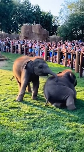 Funny two adorable baby elephant playing at the zoo! #elephant #funny #babyelephant #elephantlove #elephantlovers #animals #animallover #wildlife #zoo #playtime #playing #elephantsanctuary #rescue #saveanimals | Daily Elephant