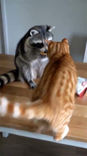 Epic husky fail compilation: husky tried to open the door with unexpected plot twist #Shorts