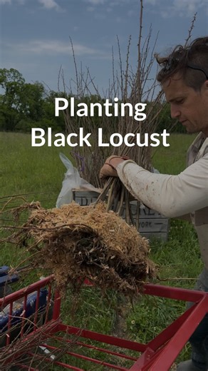 Propagate on Instagram: "Shade for the livestock, and shade for the people. Black locust is a fast-growing hardwood, native to much of the Eastern United States. It yields rot-resistant fence posts and lumber, and grows back after you cut it down. We’ve planted locust shelterbelts for grass-fed sheep and cattle, and the pastured turkey that you may have just had for Thanksgiving. When eating, we try to ask, “What kind of landscape will this food create? Does it increase biodiversity, water quali