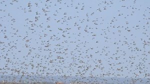 6K views · 243 reactions |  Alarm increases as a new generation of locusts starts breeding in the Horn of Africa. Learn more https://buff.ly/37CyMqV | Food and Agriculture Organization of the United Nations (FAO) | Facebook