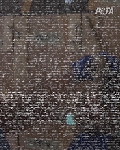 This is the terrifying journey that monkeys face on their way to cruel experiments in labs across the globe 💔✈️ Learn more about the monkey-abduction pipeline & urge the CDC to shut it down. https://peta.vg/3tuk | People Against Monkey Experiments