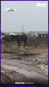 القنيطرة.. السلطات المحلية تخصص اصطبلات متنقلة للماشية و الأبقار ديال الأسر المتضررة