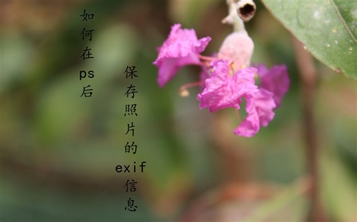 【photoshop知识】如何导出带有exif信息的图片