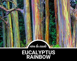 Eucalyptus, Rainbow Gum Tree | 100 Seeds | Medicinal | Easy to Grow | Non GMO | Eucalyptus Deglupta - Etsy