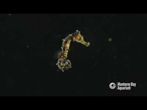 Galloping Baby Pacific Seahorses