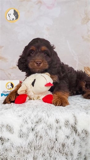 Central Park Puppies Inc. Helpful Tips on Instagram: "Say hello to Moose, the F1 Cockapoo boy with fluffy curls, soulful eyes, and a big heart to match his name! 🐾🧸 Playful, affectionate, and full of personality, Moose is the perfect mix of fun-loving energy and cuddle-ready charm. He’s friendly, smart, and always happy to be by your side — whether it’s playtime, walk time, or curling up for a cozy nap. Moose is ready to bring nonstop joy and puppy love into your home. 🐶✨ Comes with: ✅ Direct