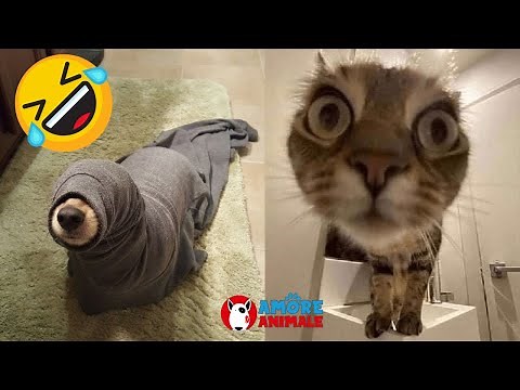 Funny Dog and Cat 😂 Funniest Animals # 1 😆
