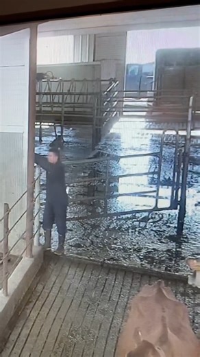 Caught in the act, another "animal abuse" video caught on security cameras top videos of 2025 | TDF Honest Farming