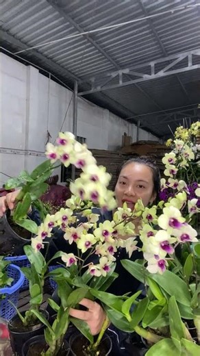 🌼ĐỒNG TIỀN VÀNG ĐỔI MÀu. ☎️Hotline: 0903177978 (Loan) #orchid #hoalandep #flowers