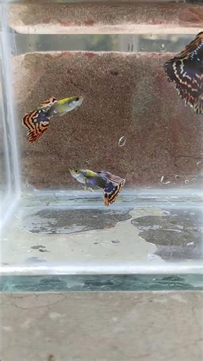 Mix cute male mosaic guppy #fish #guppy