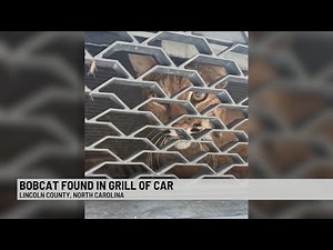 Bobcat Trapped in Car Grill After Collision Shocks Driver | Wildlife Officials Respond