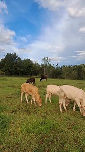 บรรยากาศยามแลง #เพื่อความบันเทิง #คนรักเสียงเพลง #เพลงเพราะๆ #เพลงดังในอดีต #ยายมินคนเลี้ยง | Natcharee Kit
