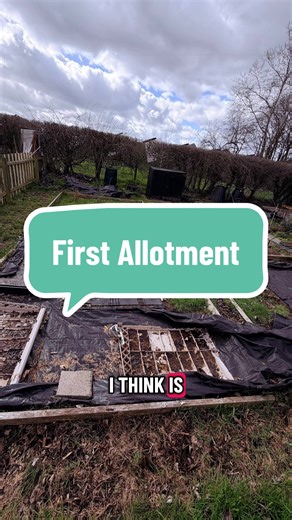 Exploring Allotment Experiences: Share Your Journey!