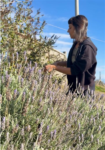 Buddleja Pruning for Organic Farming & Biodiversity