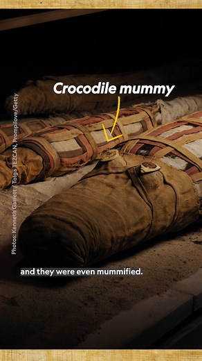 160K views · 754 reactions | Why did the ancient Egyptians mummify animals like gazelles, baboons, and crocodiles as part of their religious practices and animal cults? | National Geographic | Facebook